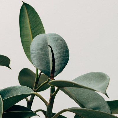 Las plantas nos ayudan a trabajar mejor